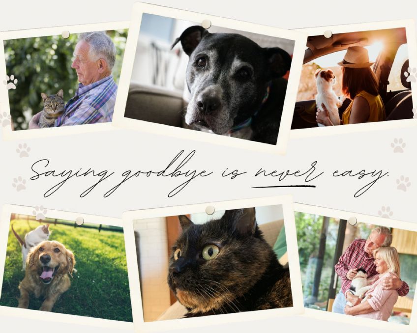 The Grieving Process: Helping Friends Cope with the Passing of a Pet