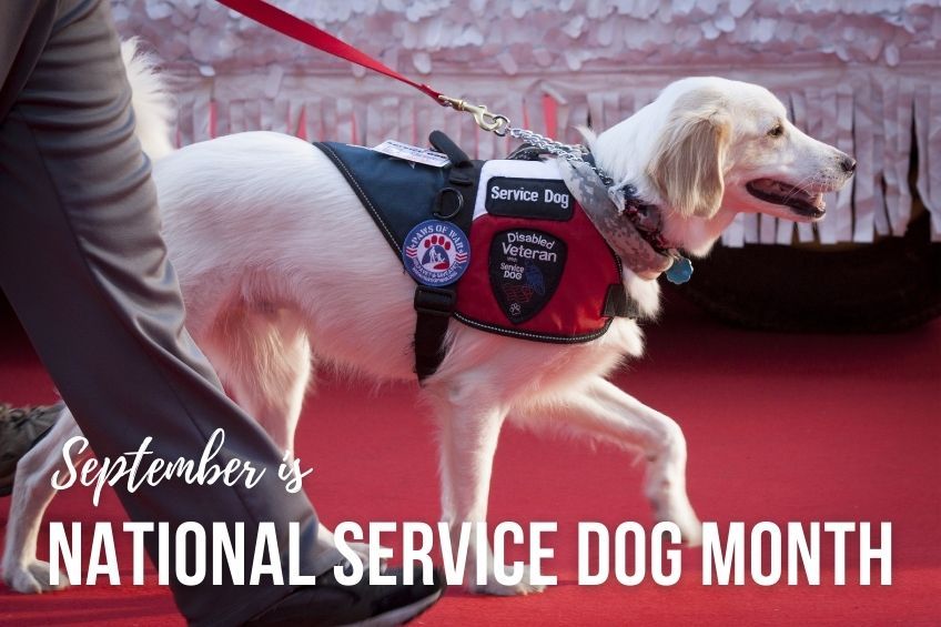 National Service Dog Month: Recognizing the Vital Role of Canine Companions