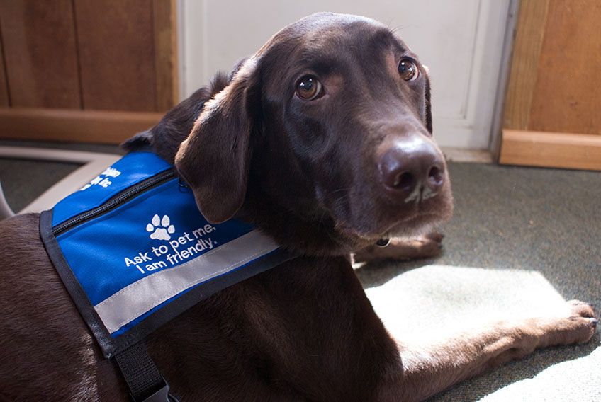 How are Therapy Dogs Used In the Funeral Industry?
